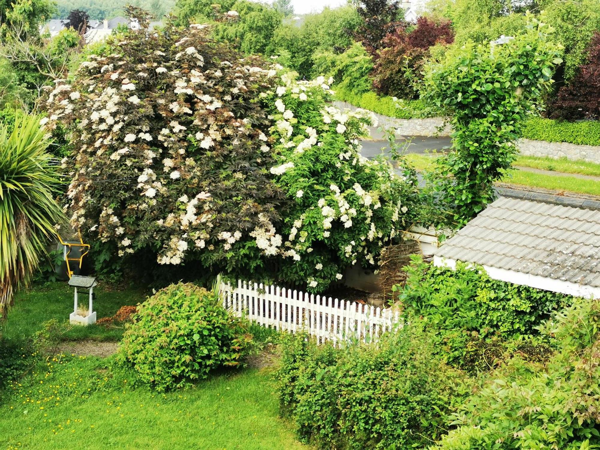 Balally House Shannon Extérieur photo